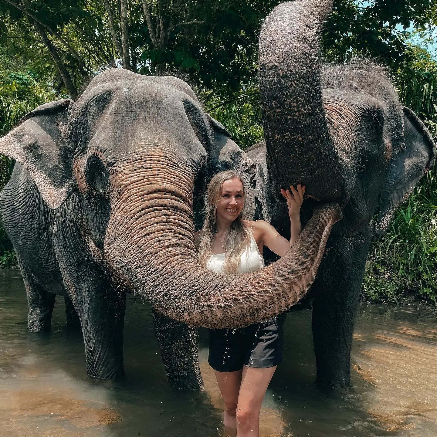 Elephant Freedom Project