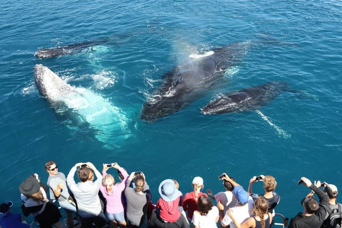 Whale watching - Mirissa